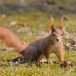 Red Squirrel_3 